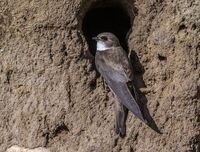 Sand-Martin