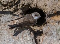 Sand-Martin