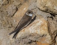 Sand-Martin