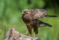 Buzzard