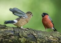 Bullfinches