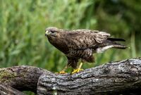 Buzzard