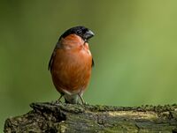 Bullfinch (m)