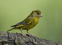 Greenfinch (m)