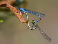 Common-Blue-Damselflies