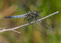 Black-tailed-Skimmer (m)