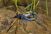 Black-tailed-Skimmers