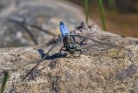 Black-tailed-Skimmer (m)