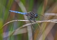 Keeled-Skimmer (m)