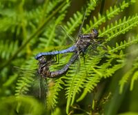 Keeled-Skimmers