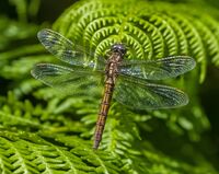 Keeled-Skimmer (f)