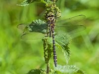 Golden-ringed-Dragonfly (m)