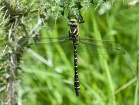 Golden-ringed-Dragonfly (m)