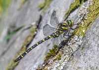 Golden-ringed-Dragonfly (m)