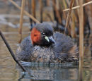 Little-Grebe