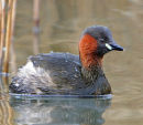 Little-Grebe