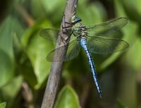 Emperor-Dragonfly (m)