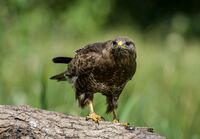 Buzzard