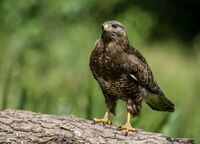Buzzard