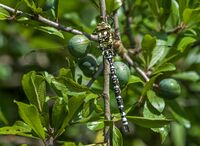 Southern-Hawker (m)