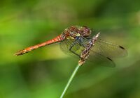 Common-Darter (m)