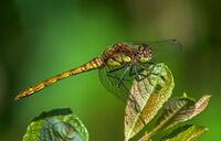 Common-Darter (f)