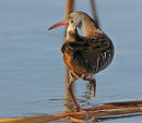 Water-Rail