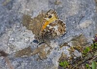 Grayling