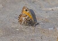 Grayling