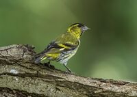 Siskin (m)
