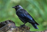 Jackdaw