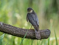 Sparrowhawk (juv)