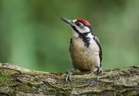 Great-spotted-Woodpecker (juv)