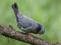 Stock-Dove