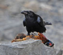 Male-Raven