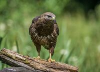 Buzzard