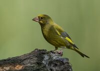 Greenfinch (m)