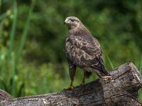 Buzzard