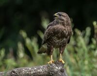 Buzzard