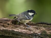 Coal-Tit