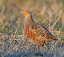 Male-Grey-Partridge