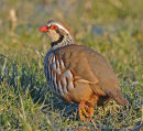 Red-Legged-Partridge