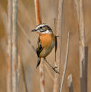 Male-Whinchat