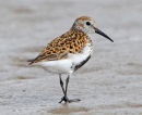 Dunlin