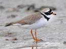 Ringed-Plover
