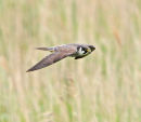 Hobby