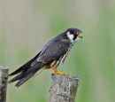 Hobby