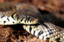 Grass-Snake