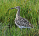 Whimbrel