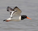 Oystercatcher